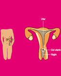 Reponsive image